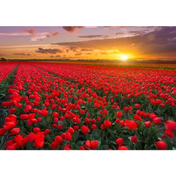 OrganicTulip Flower Manufacturer